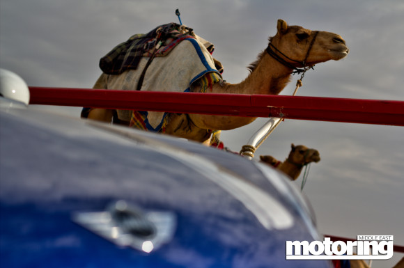 Mini Paceman Cooper S goes camel racing in Abu Dhabi