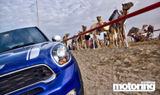 Mini Paceman Cooper S goes camel racing in Abu Dhabi